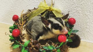 フクロモモンガ　もも吉　クリスマス