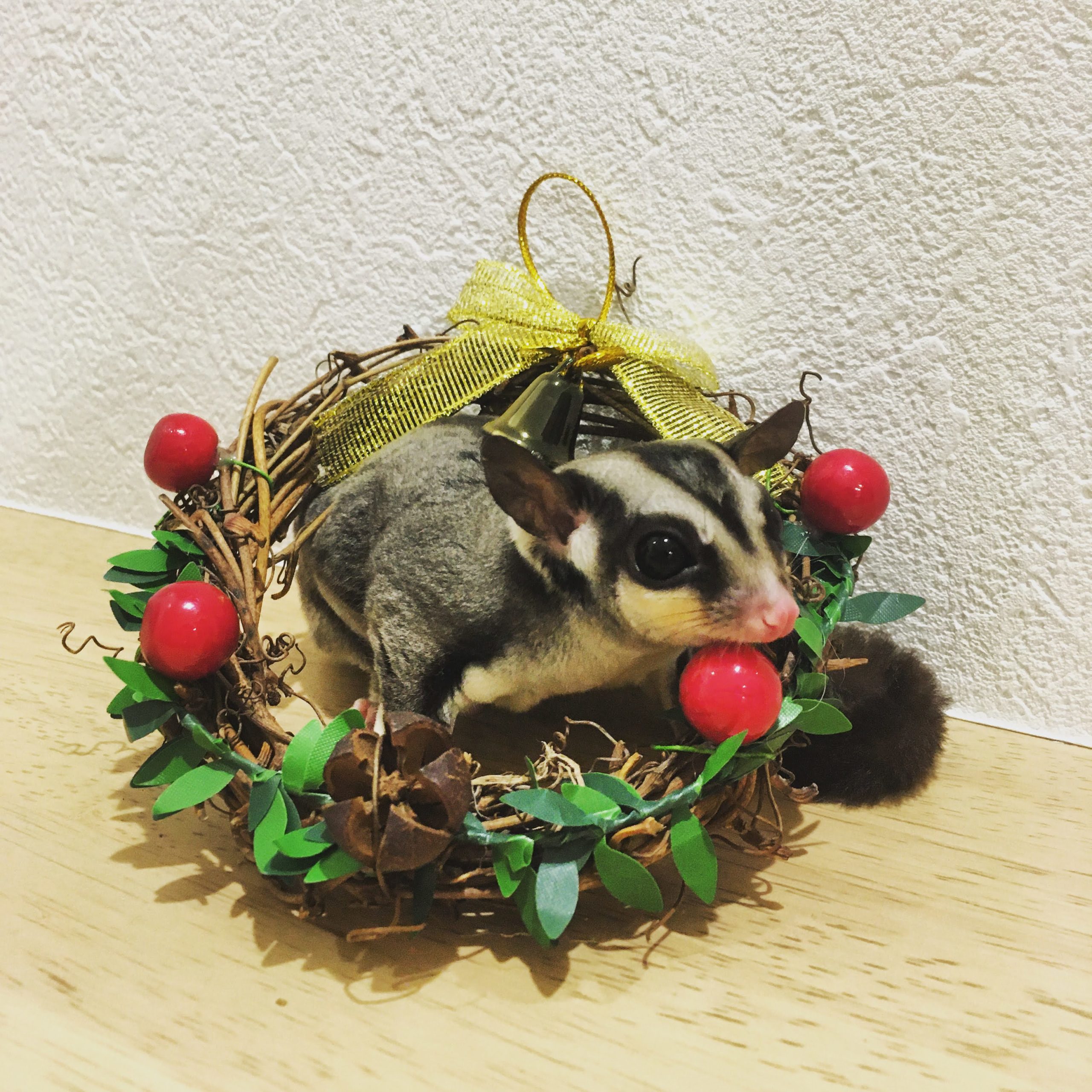 2分でわかる！フクロモモンガについて解説｜チャレゼーション